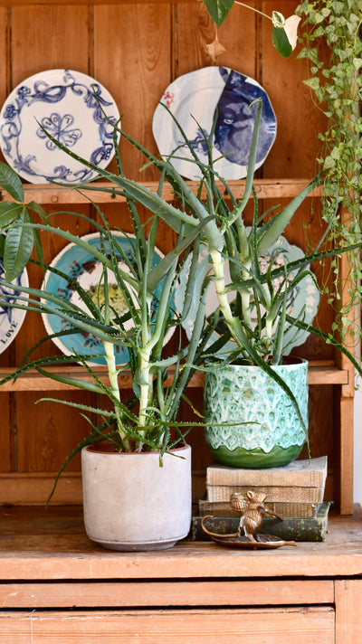Candelabra Aloe (Octopus plant, Torch Aloe, Tree aloe)
