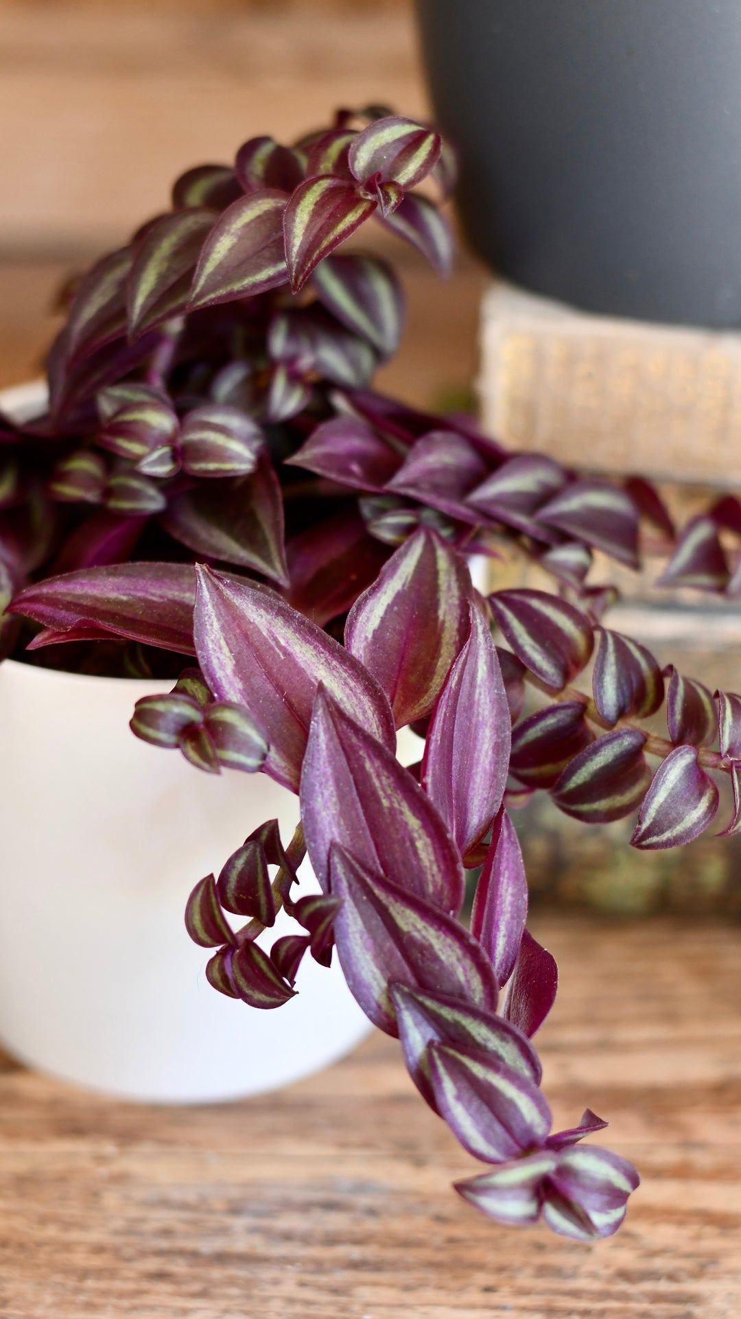 hanging purple passion plant Tradescantia Purple Passion – Happy Houseplants