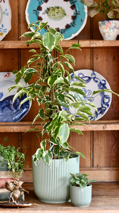 Ficus Golden King & Baby Peperomia Milano Houseplant Gift Set