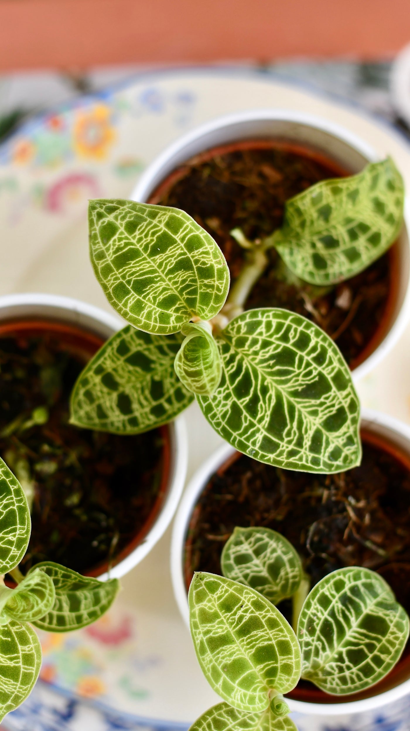 Macodes Petola (Jewel Orchid)
