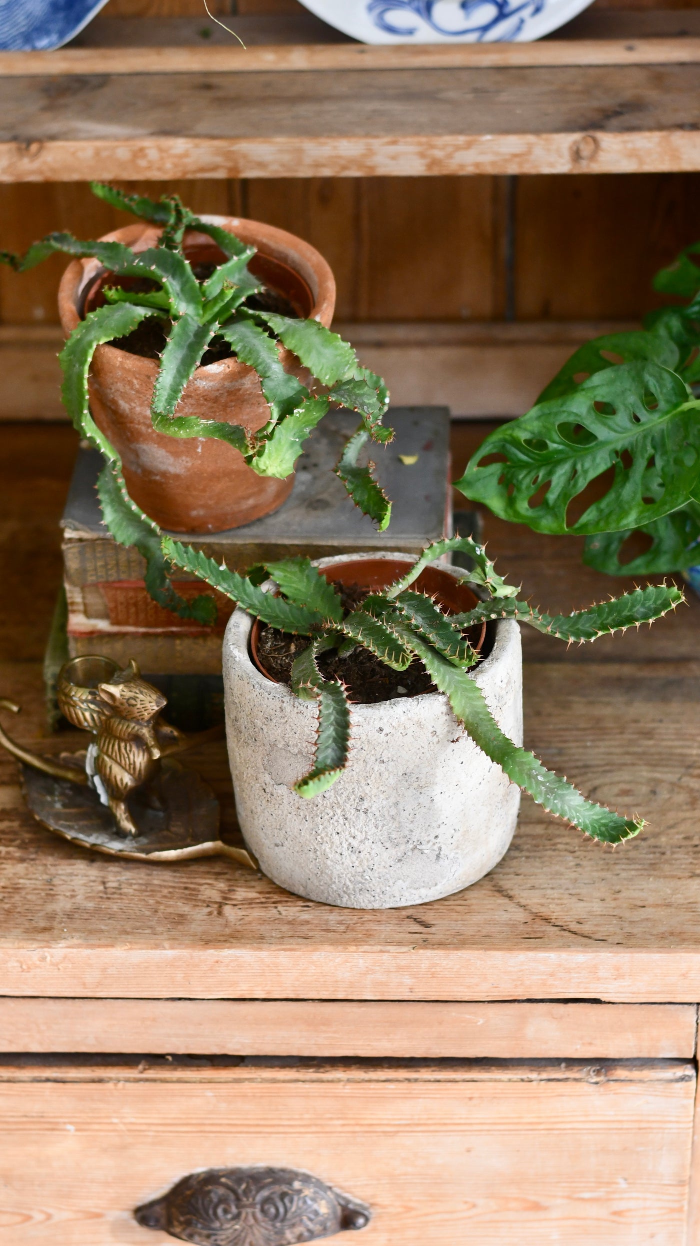 Euphorbia Stellata