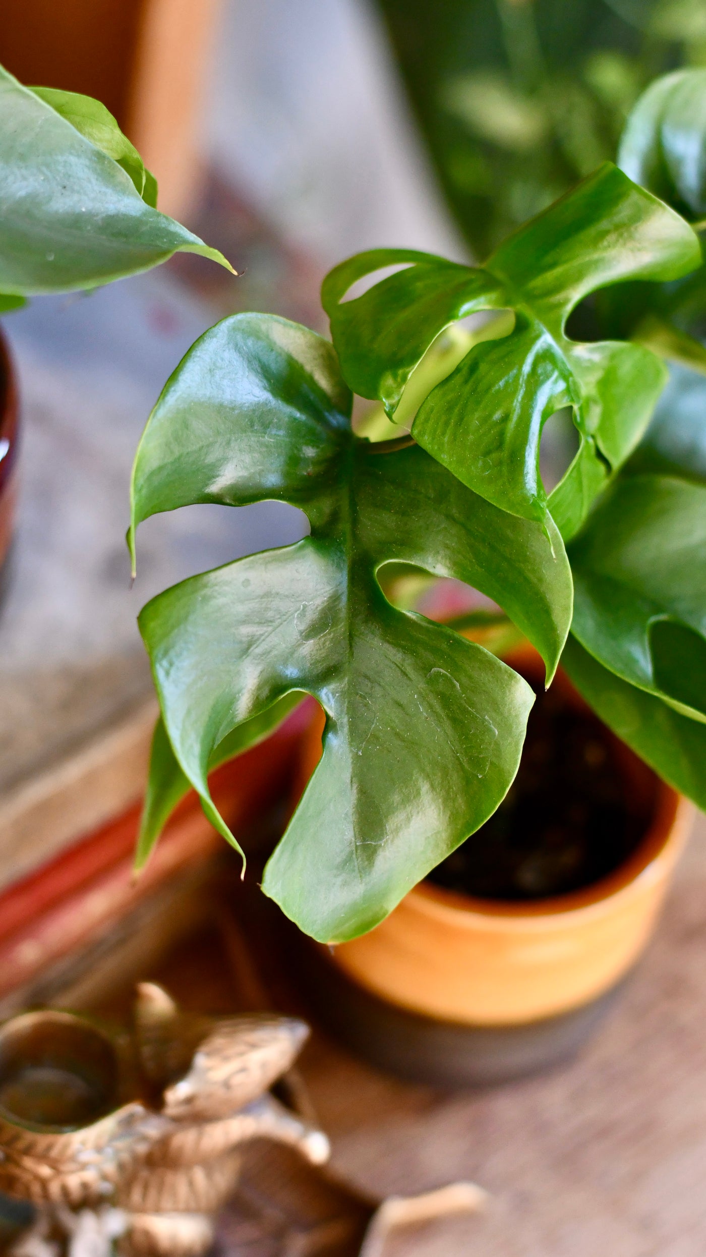 Baby Monstera Minima or Rhaphidophora tetrasperma