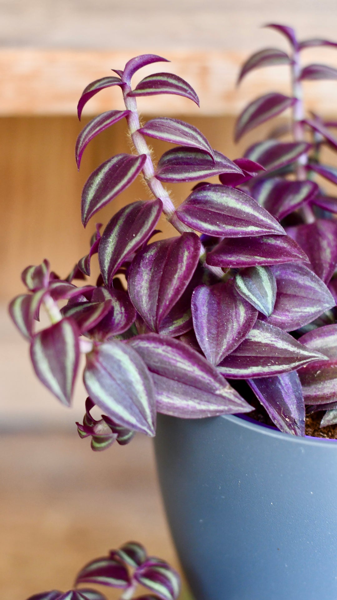 purple house plant tradescantia Tradescantia Purple Passion – Happy Houseplants
