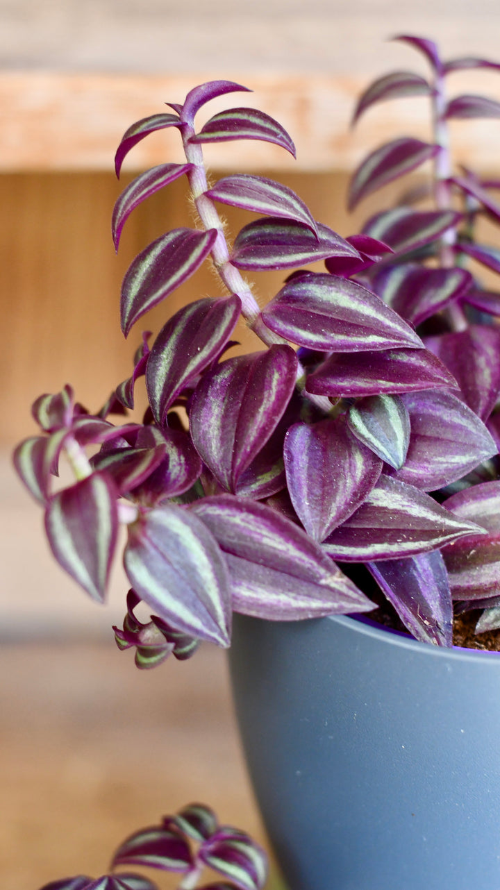 purple house plant tradescantia Tradescantia Purple Passion – Happy Houseplants