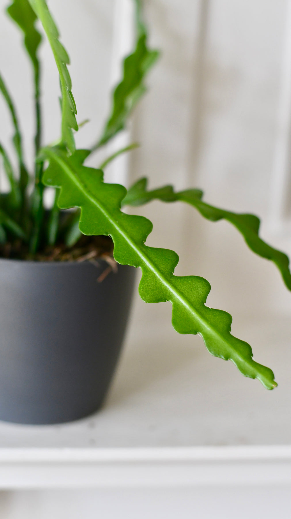 Hb Ric Rac Cactus Epiphyllum Anguliger (Fishbone Cactus, Ric Rac Cactus) – Happy Houseplants