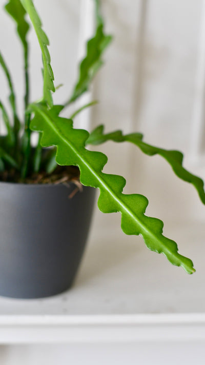 Epiphyllum Anguliger (Fishbone Cactus, Ric Rac Cactus)