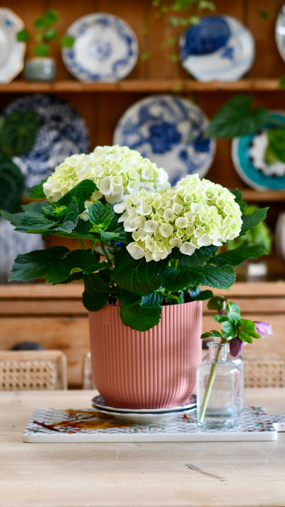 Hydrangea Crystal Palace & 18cm Vibes Pot