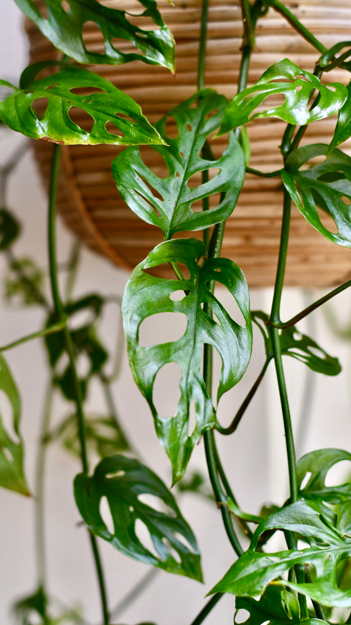 Monstera Adansonii | Swiss Cheese Plant