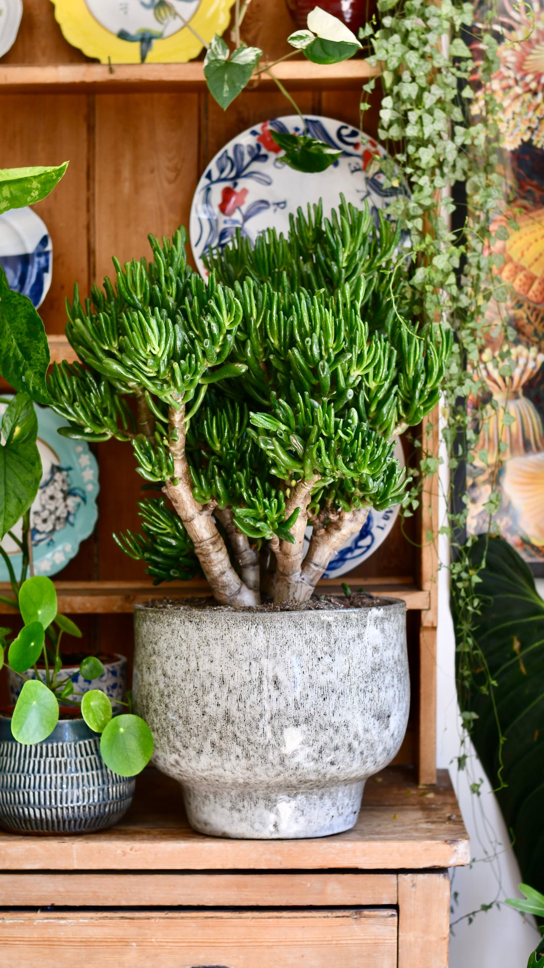 jade plant decor Crassula Bonsai Tree | Jade Bonsai