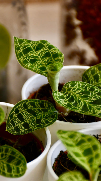 Macodes Petola (Jewel Orchid)