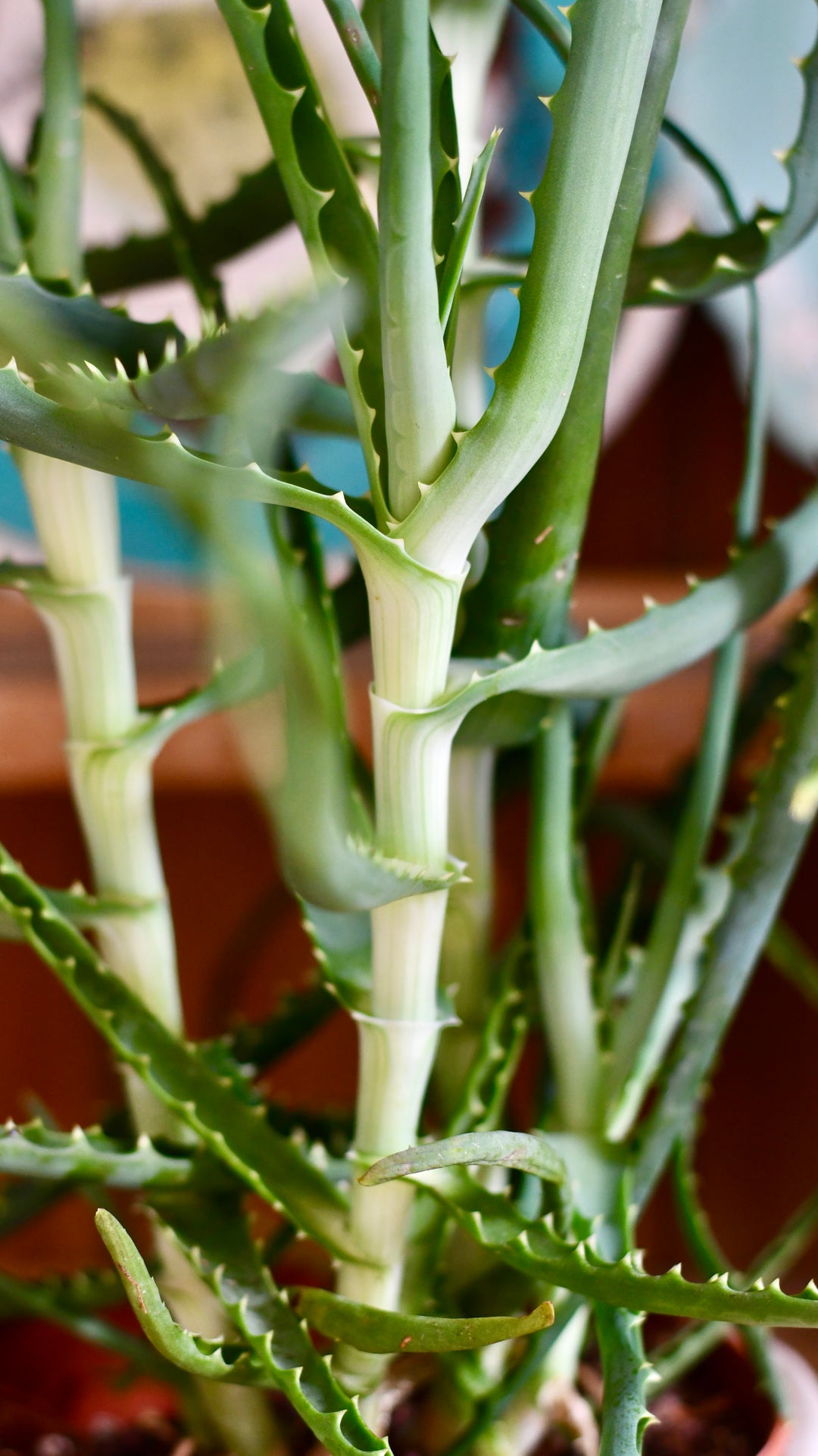 aloe vera cam plant Aloe Vera | Aloe Arborescens