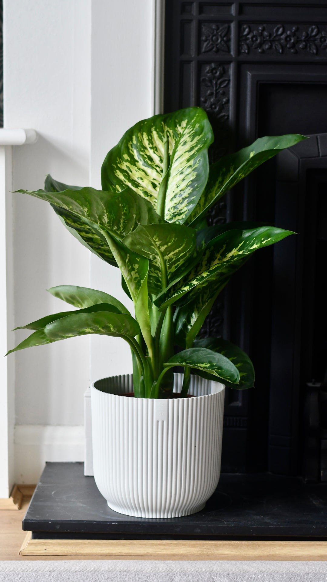 dieffenbachia houseplant with curvy trunk Dumb Cane Tropic Snow | Dieffenbachia