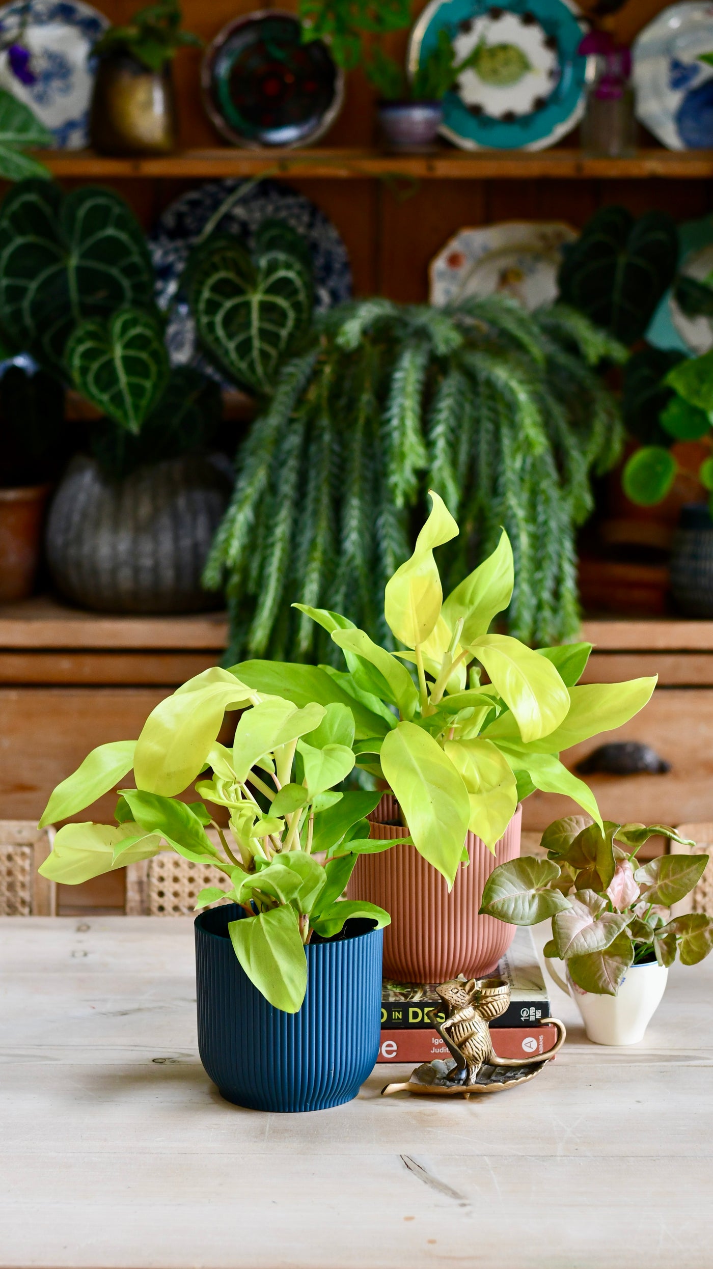 Philodendron Malay Gold – Happy Houseplants