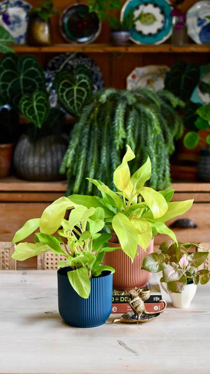 malay gold philodendron care Philodendron Malay Gold – Happy Houseplants