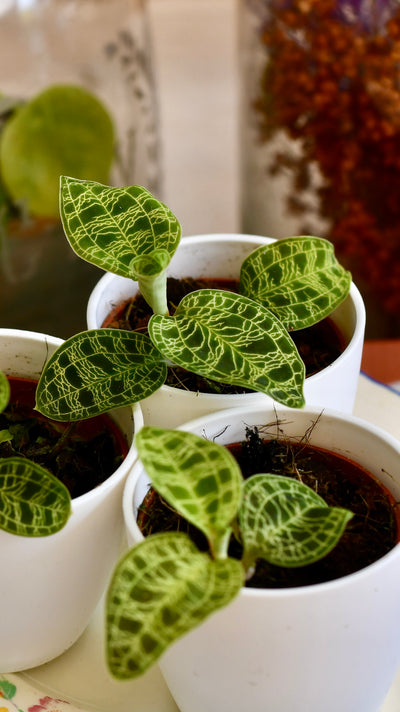 Macodes Petola (Jewel Orchid)