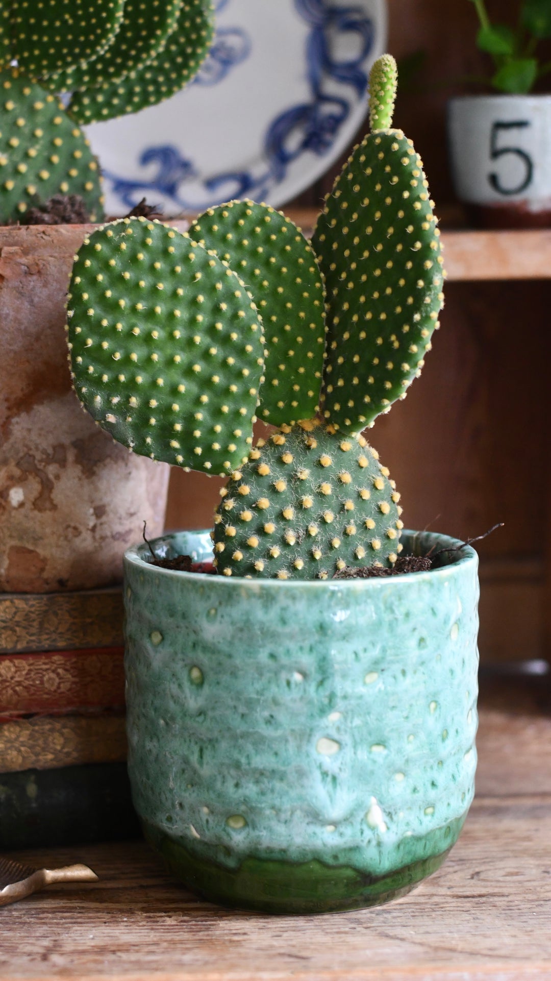 bunny ear succulent for sale Opuntia Microdasys Pallida | Bunny Ear Cactus