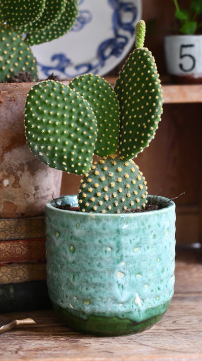 Opuntia Microdasys Pallida - Bunny Ear Cactus