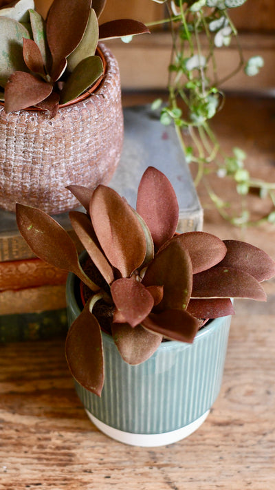Baby Kalanchoe orgyalis ‘copper spoons’