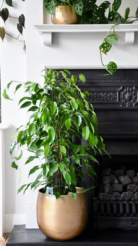 Indoor Weeping Fig Tree | Ficus Benjamina | Ficus Benjamina Weeping Fig Tree - 100cm