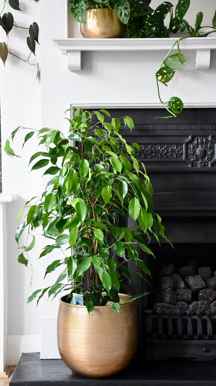 weeping fig indoor plants Indoor Weeping Fig Tree | Ficus Benjamina