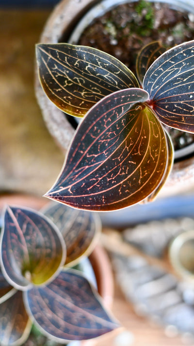 Ludisia discolor (Jewel Orchid)