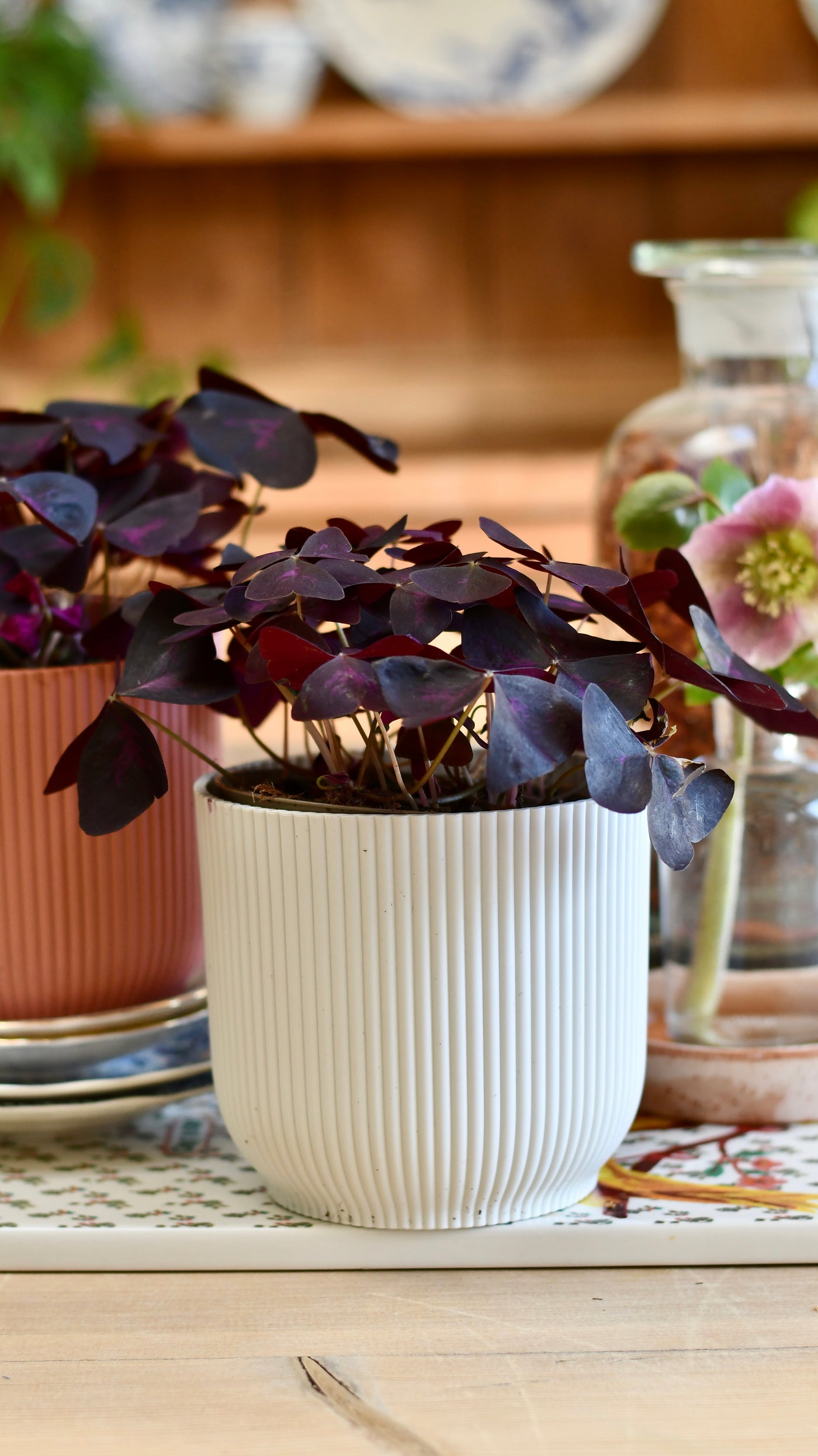 Oxalis Triangularis 'Purple Shamrock’ & Vibes Pot