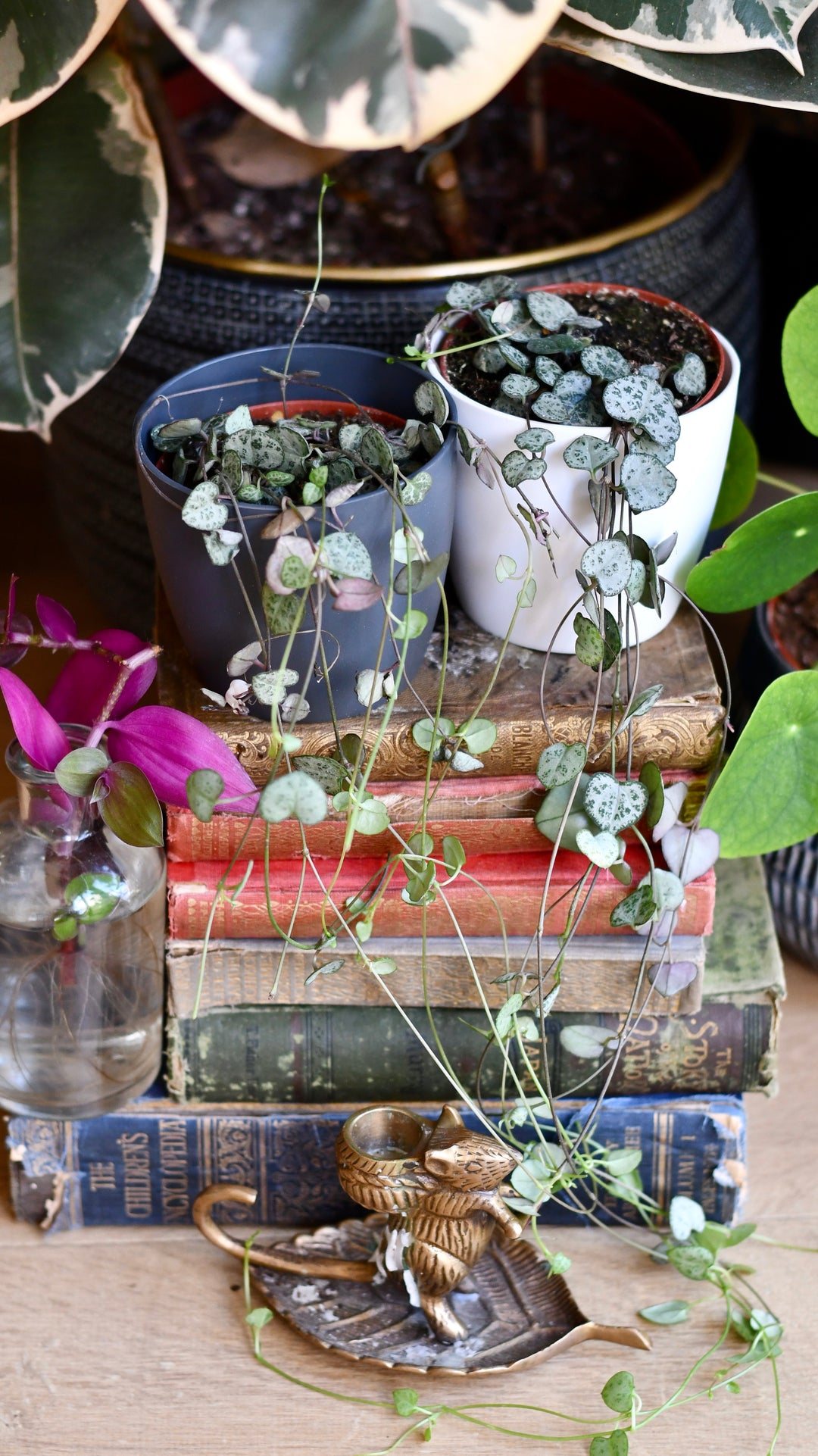 hanging love heart plant String of Hearts