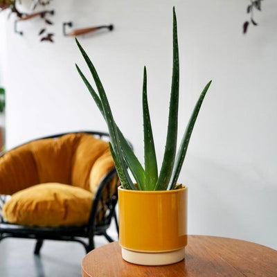 Eno Plant Pot Mustard 10cm