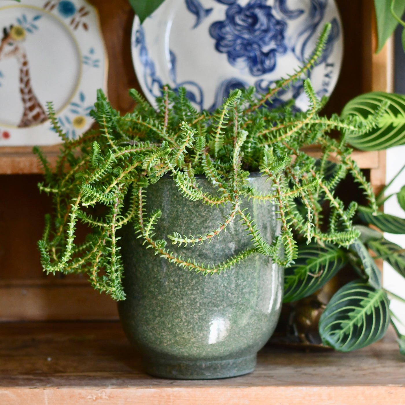 Designer plant pot | Forest Green Reactive Glaze Planter| 18cm Plant Pot