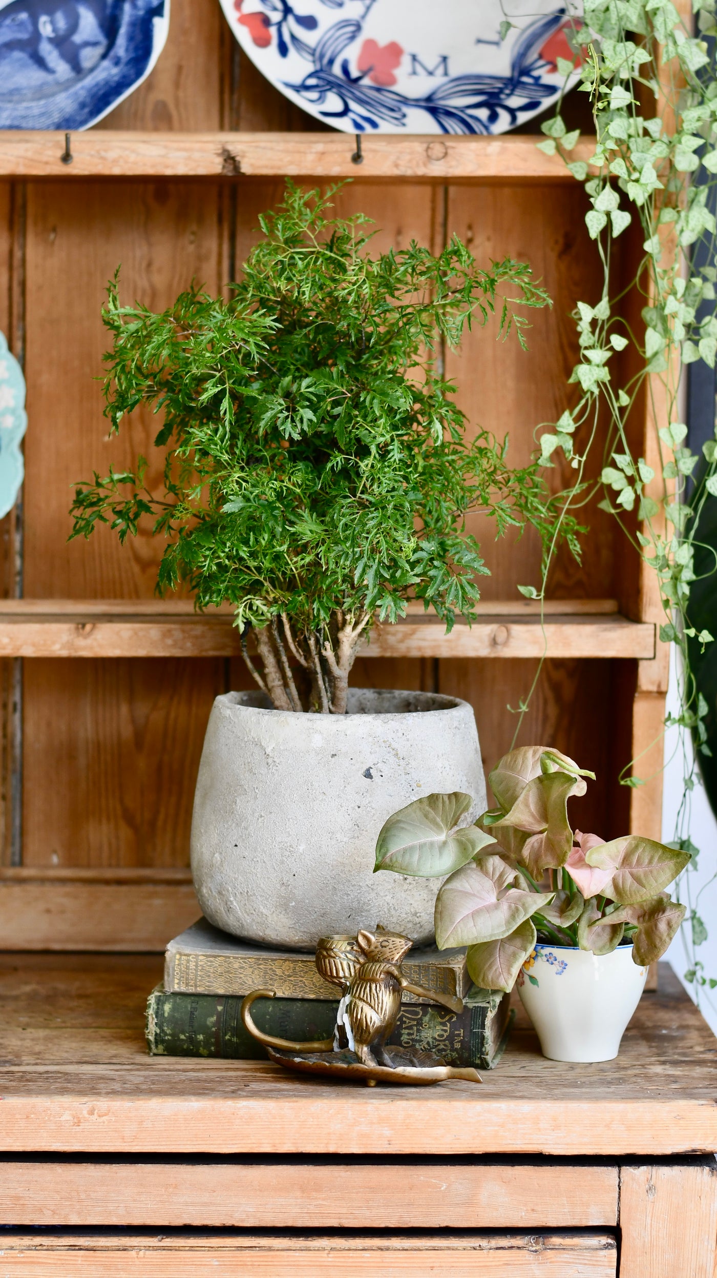 Polyscias Ming Bonsai Tree (Aralia Ming)