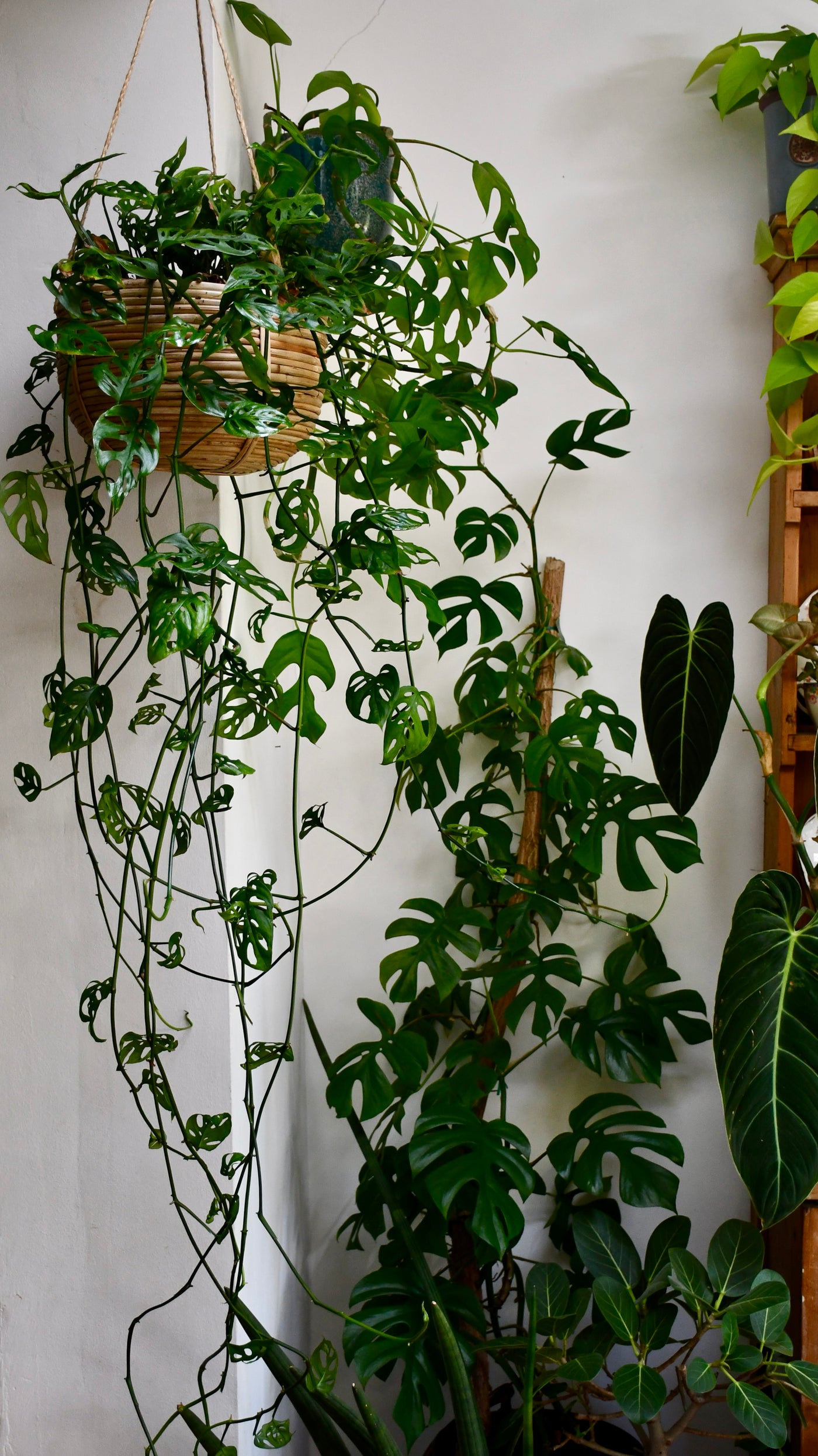 Monstera adansoni Hanging (Adanson's monstera)