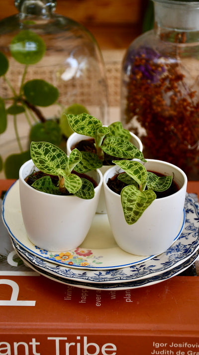 Macodes Petola (Jewel Orchid)