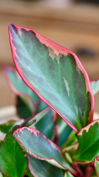 Peperomia Clusiifolia Jelly & Pot (Variegated Red Edge Peperomia)