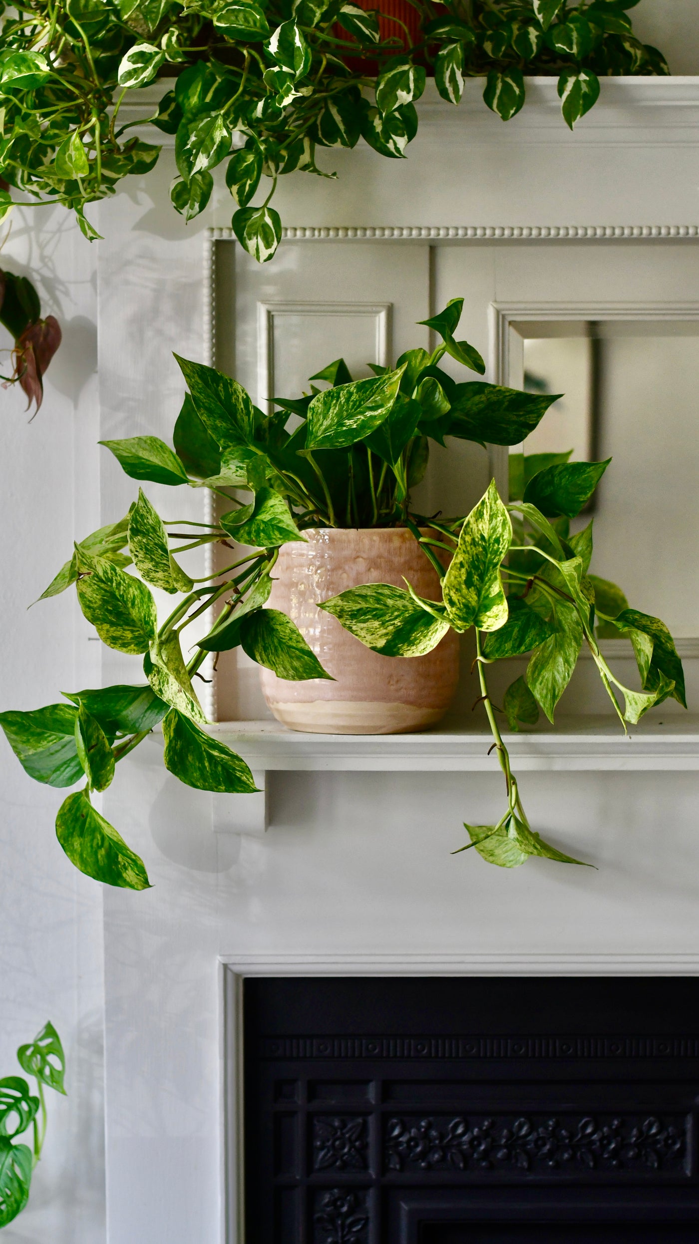 Scindapsus Marble Queen | Pothos | 30cm hanging pot plant