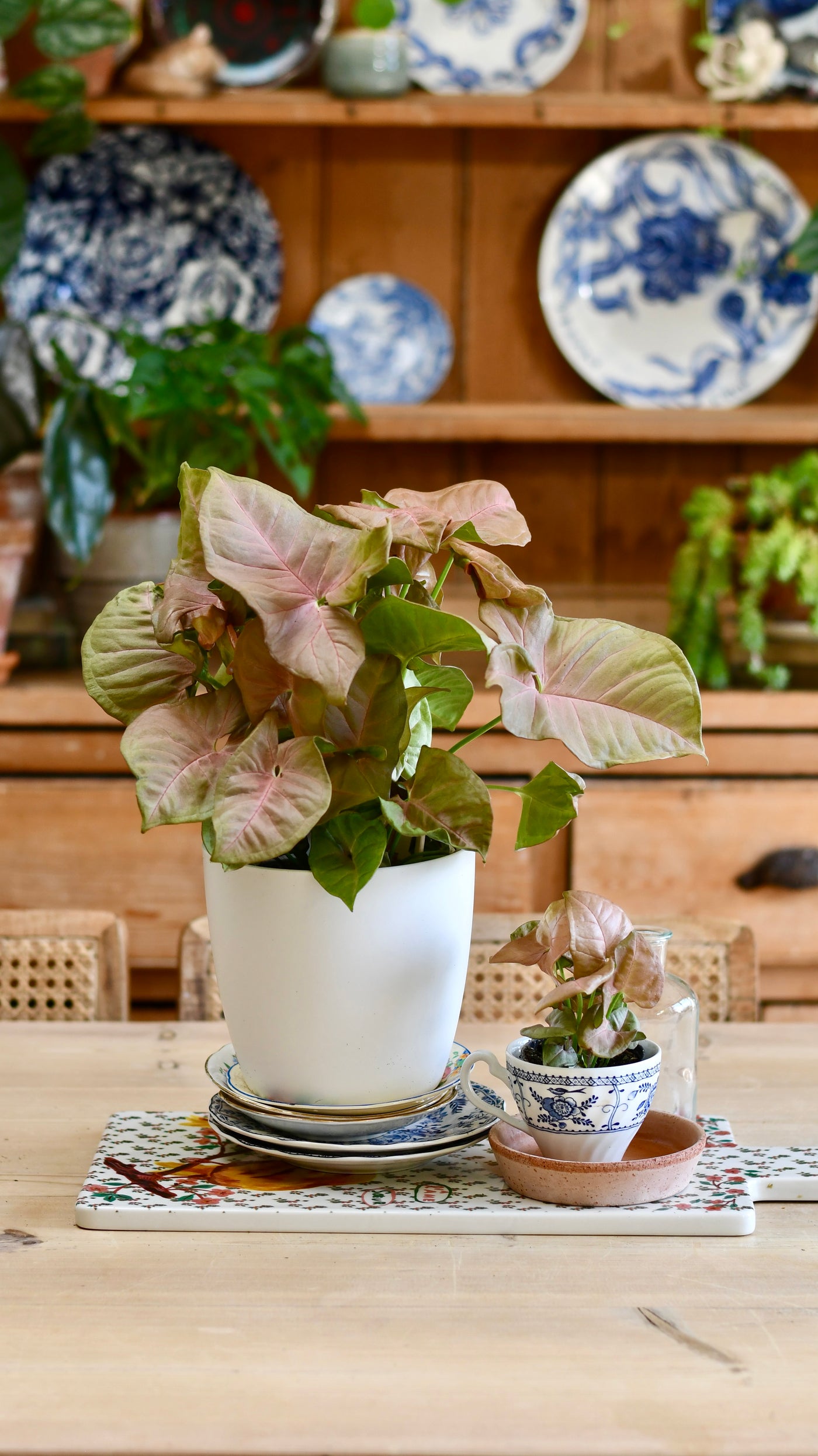 Syngonium Podophyllum 'Red Heart’ & Brussels Pot