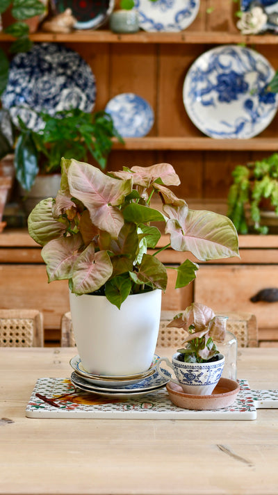 Syngonium Podophyllum 'Red Heart’ & Brussels Pot