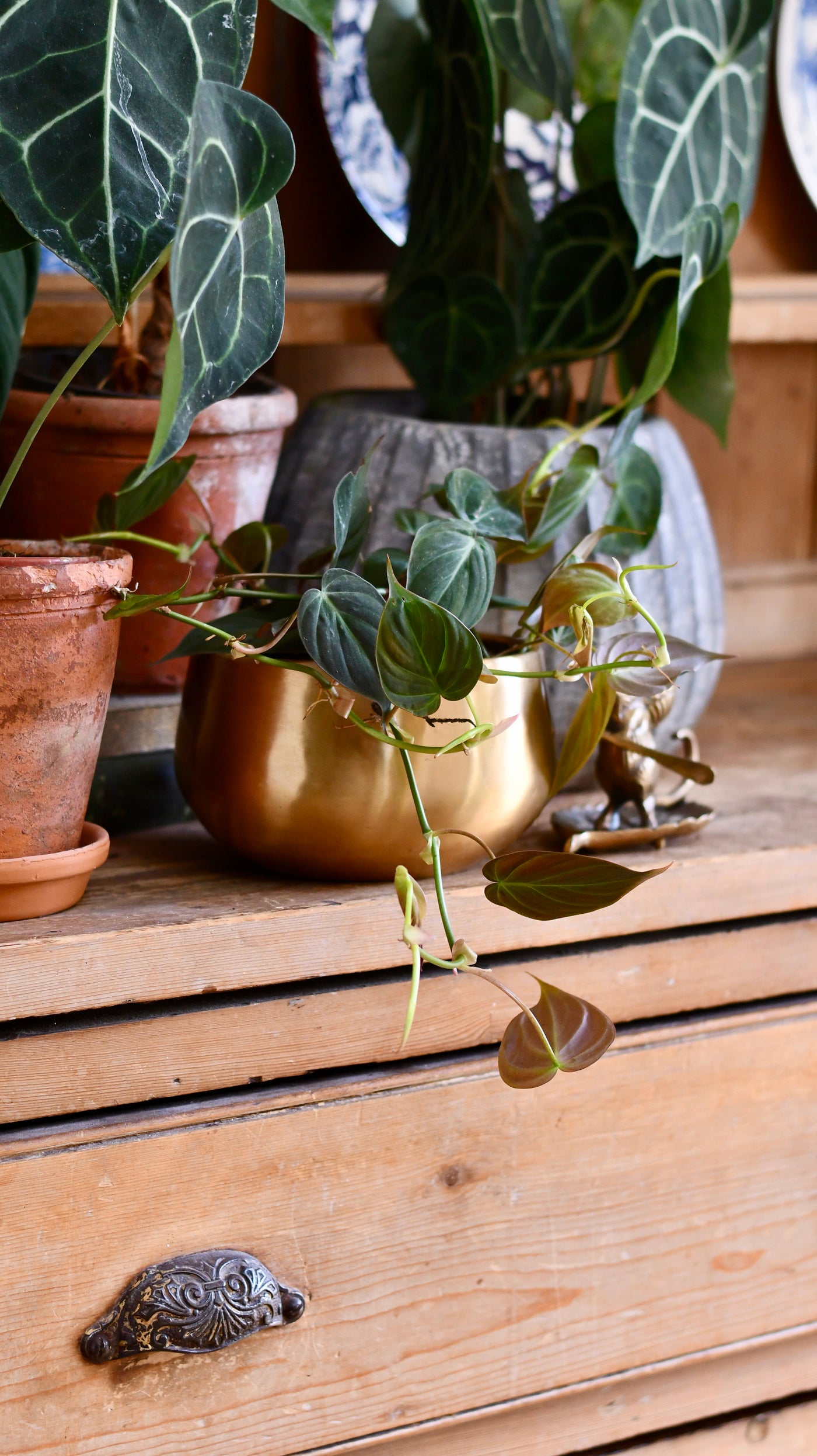 Philodendron Micans in Atsu Brass pot