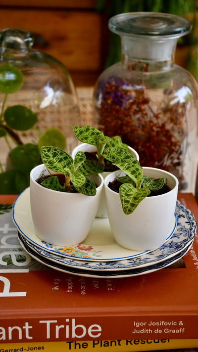 Macodes Petola (Jewel Orchid)