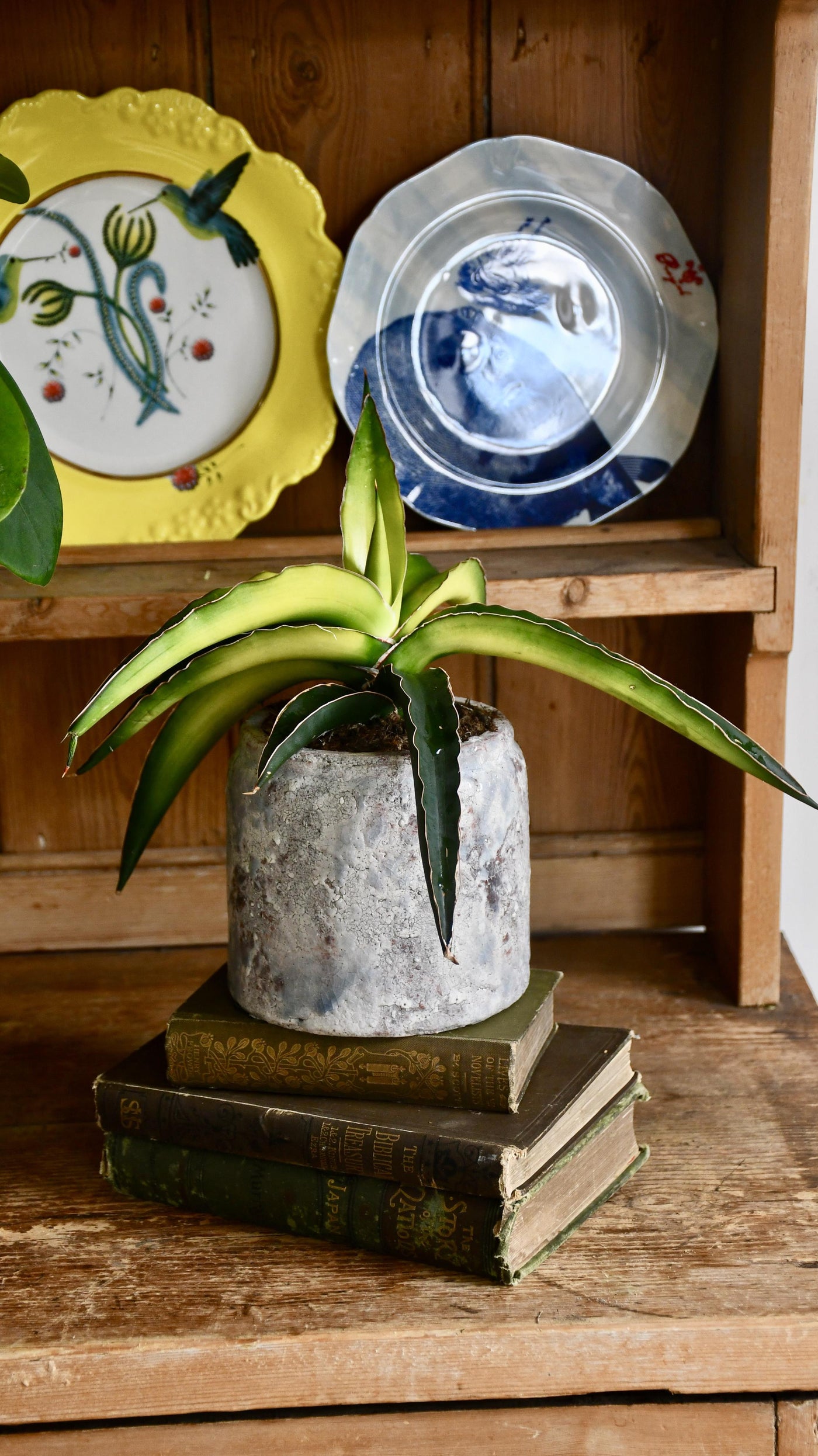 Star Canary Sansevieria