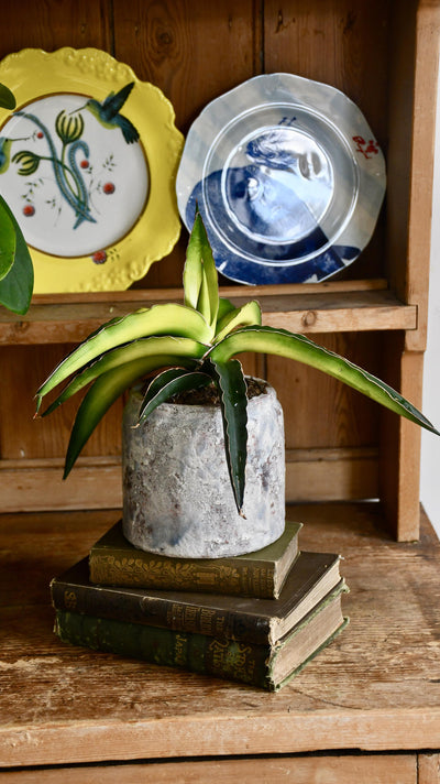 Star Canary Sansevieria