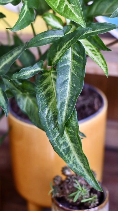 Syngonium podophyllum "Narrow Leaf"