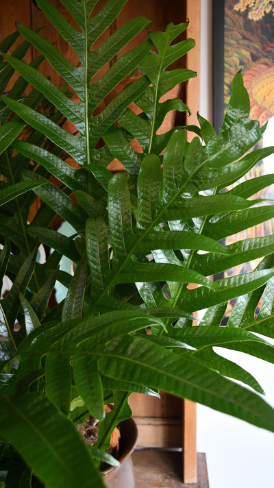 Aglaomorpha Coronans 'Snake Leaf Fern’ & Tembesi Pot