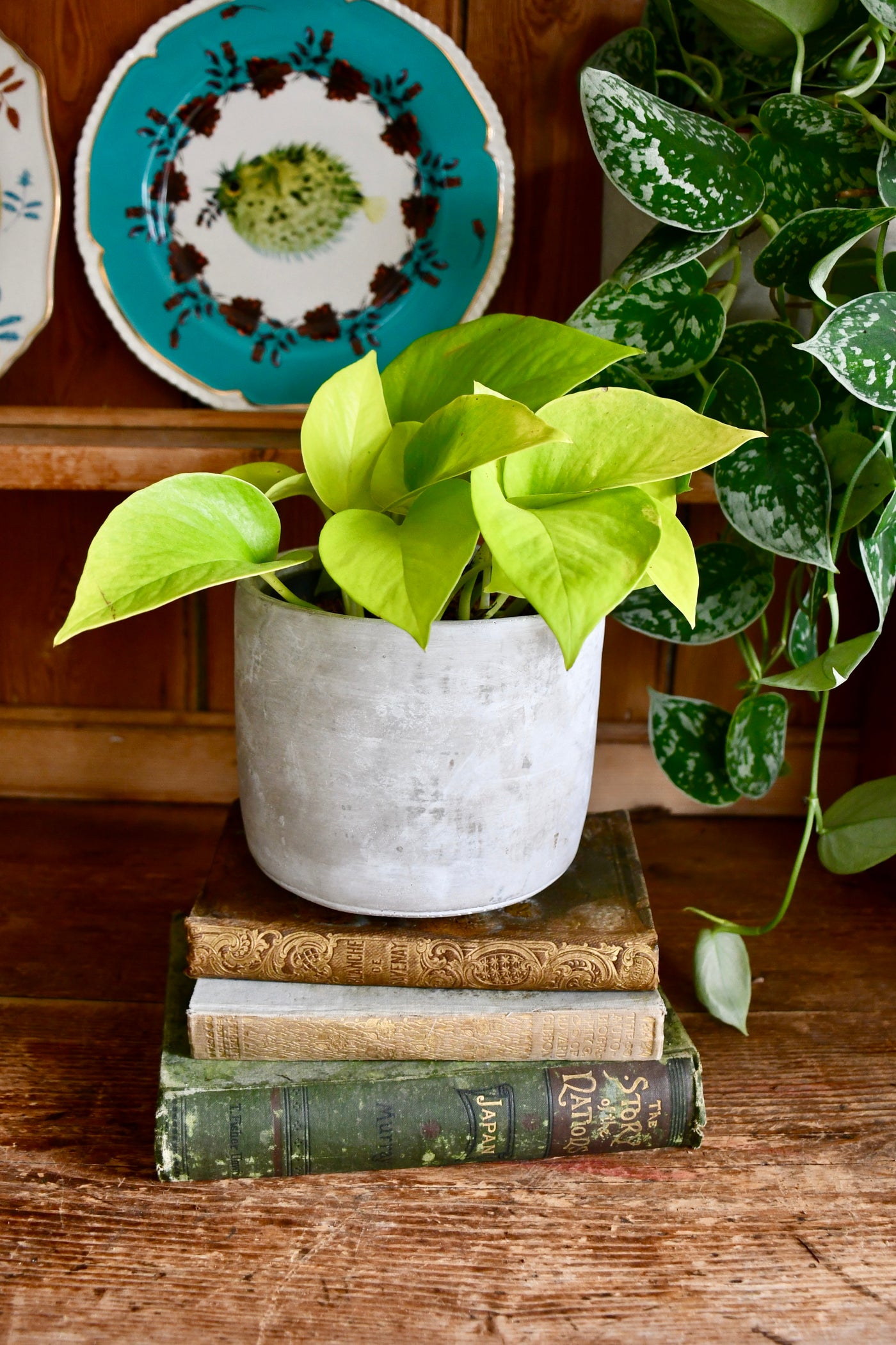 Neon Pothos (Epipremnum aureum Neon, Golden Pothos)