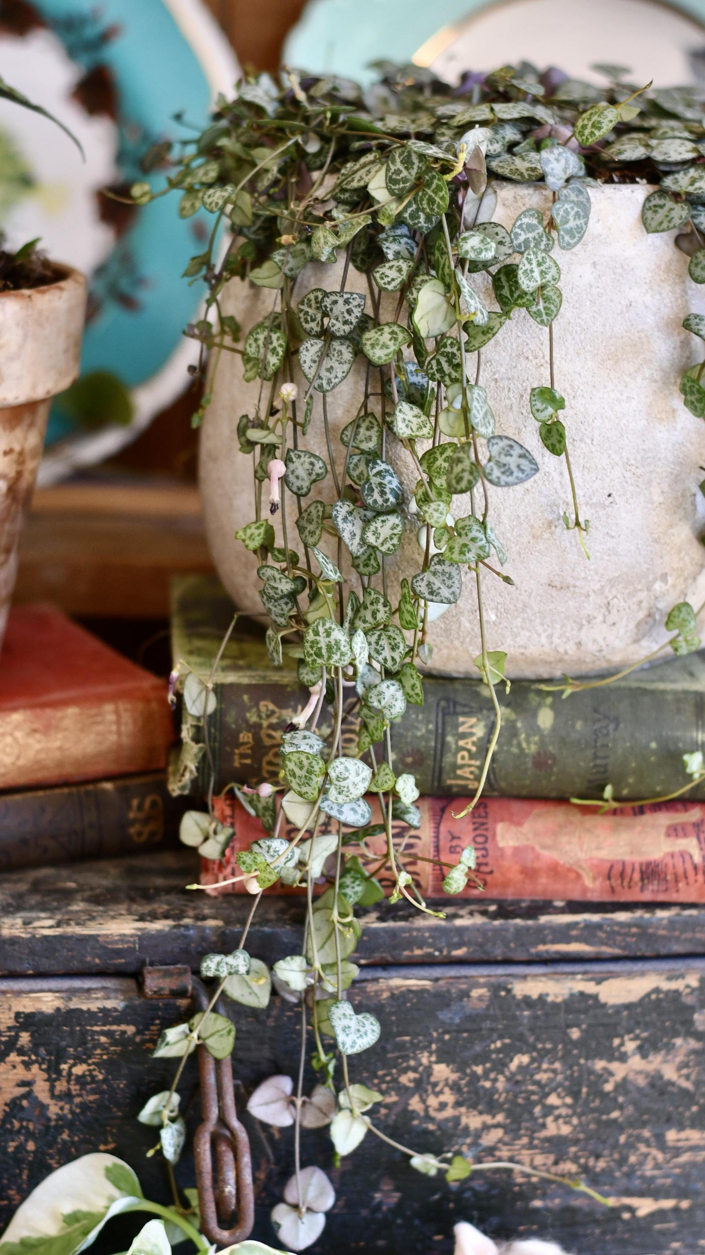 String of Hearts | Ceropegia woodii | Ceropegia linearis sub sp. woodii