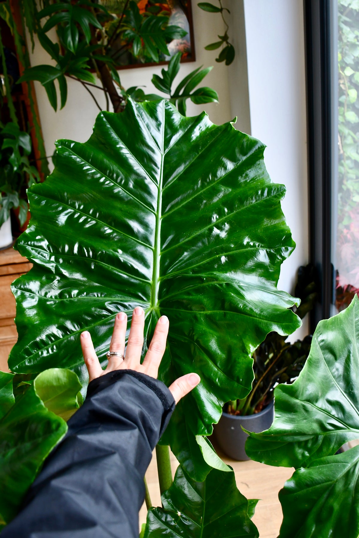 Alocasia Portodora (Orecchie D'Elefante) - Pianta Da Interno Tropicale - Vaso 17cm - Altezza 60cm - 2