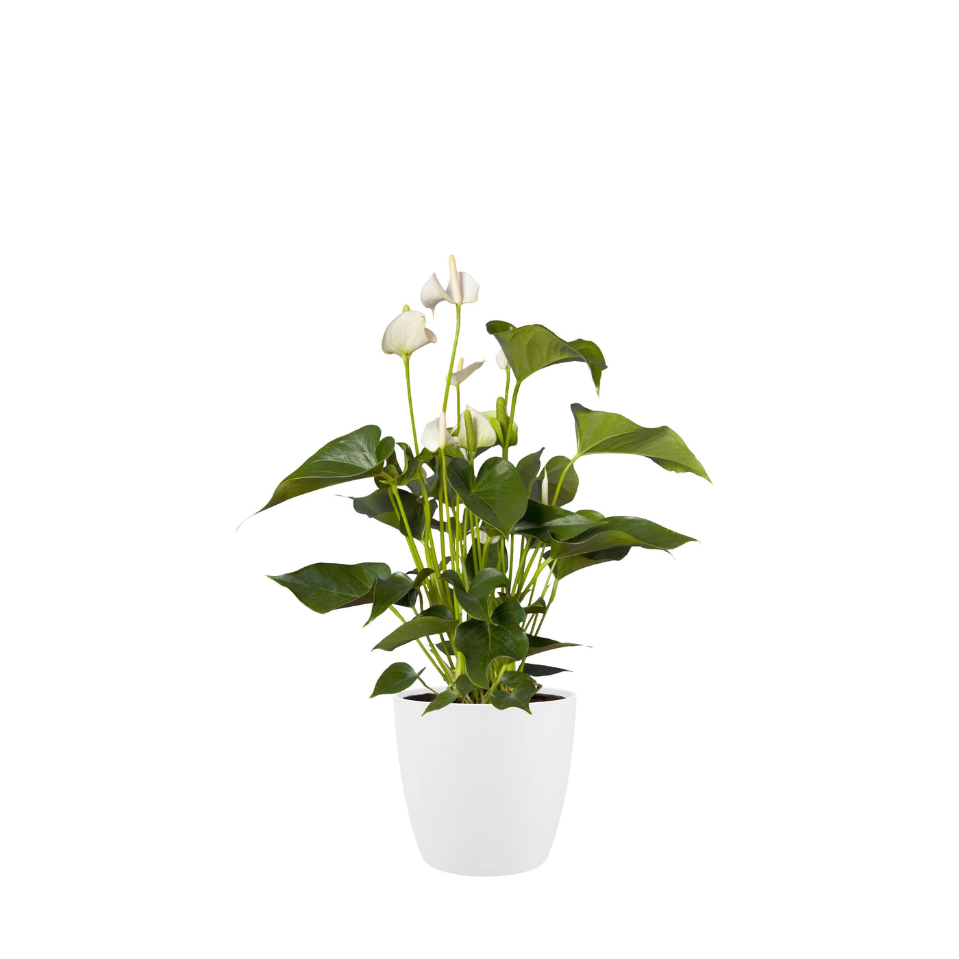 Brussels Round Plant Pot 18cm