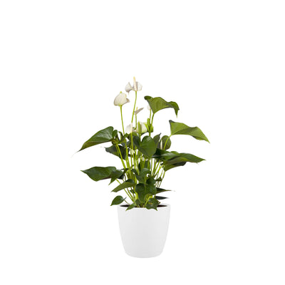 Brussels Round Plant Pot 16cm