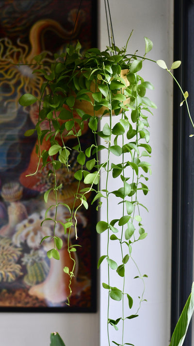Dischidia Oinantha (Ant Plant)