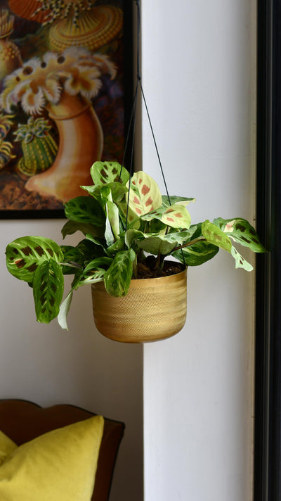 Variegated Maranta Leuconeura Kercho *rare*