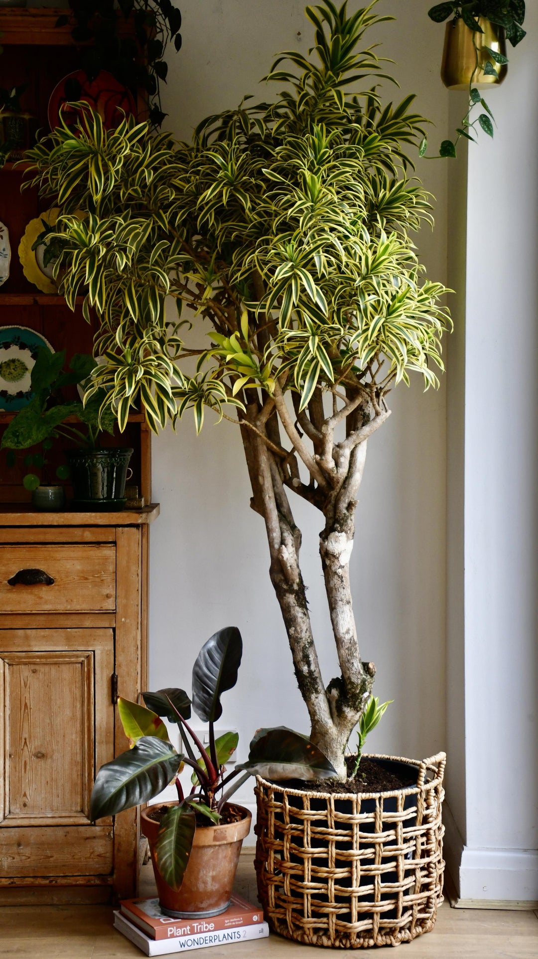 XL Dracaena Reflexa Song of India – Happy Houseplants